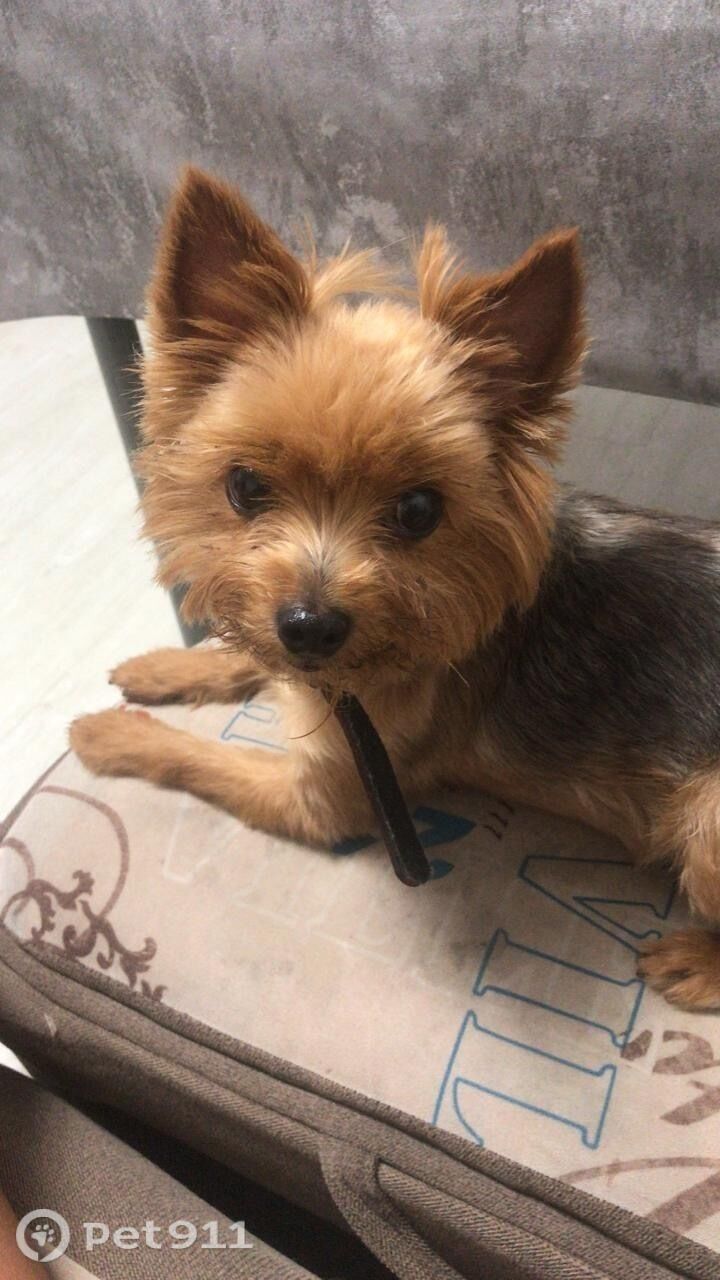 Пропала собака в Владивостоке — фото объявления