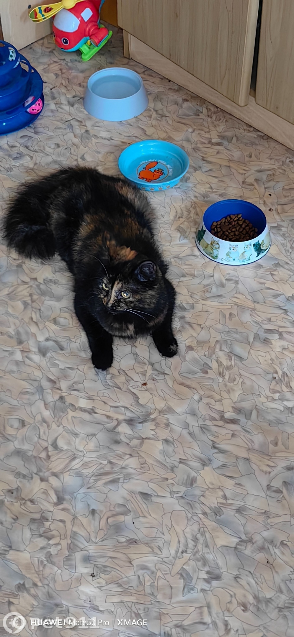 Найдена кошка в Владивостоке — фото объявления