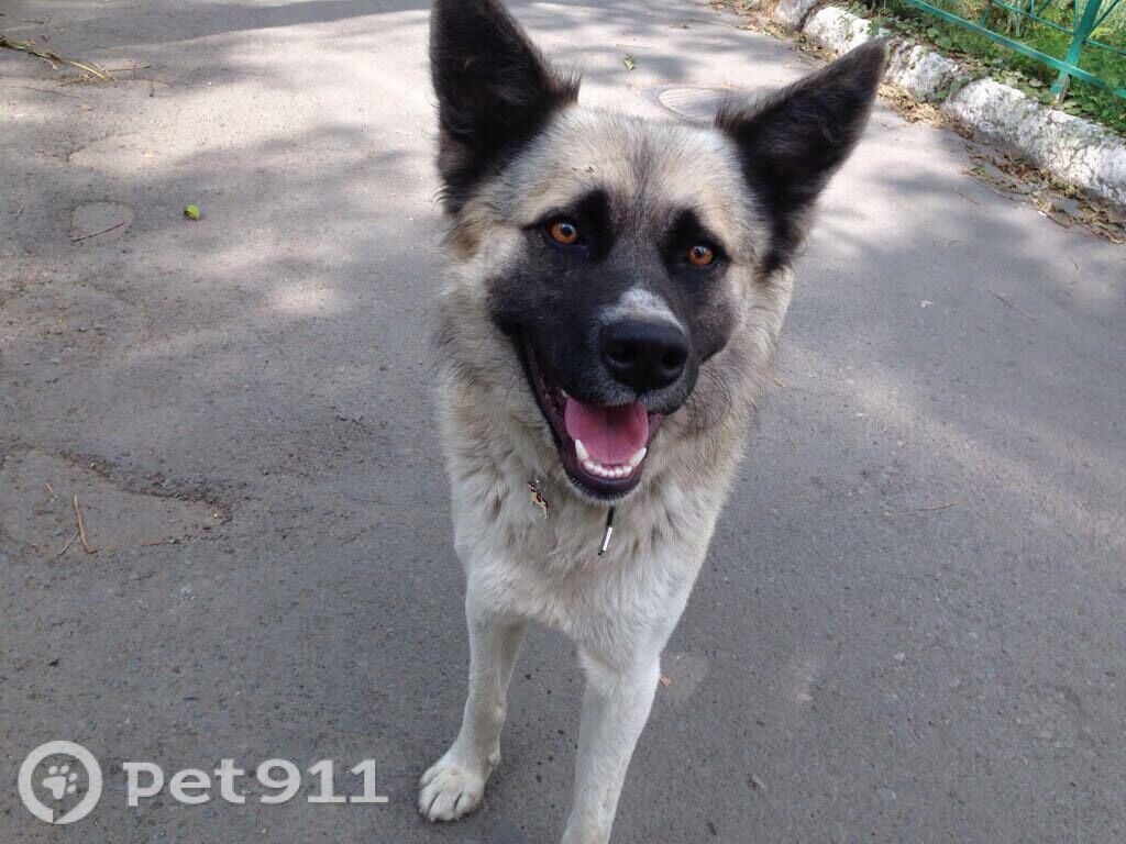 Пропала собака в Владивостоке — фото объявления
