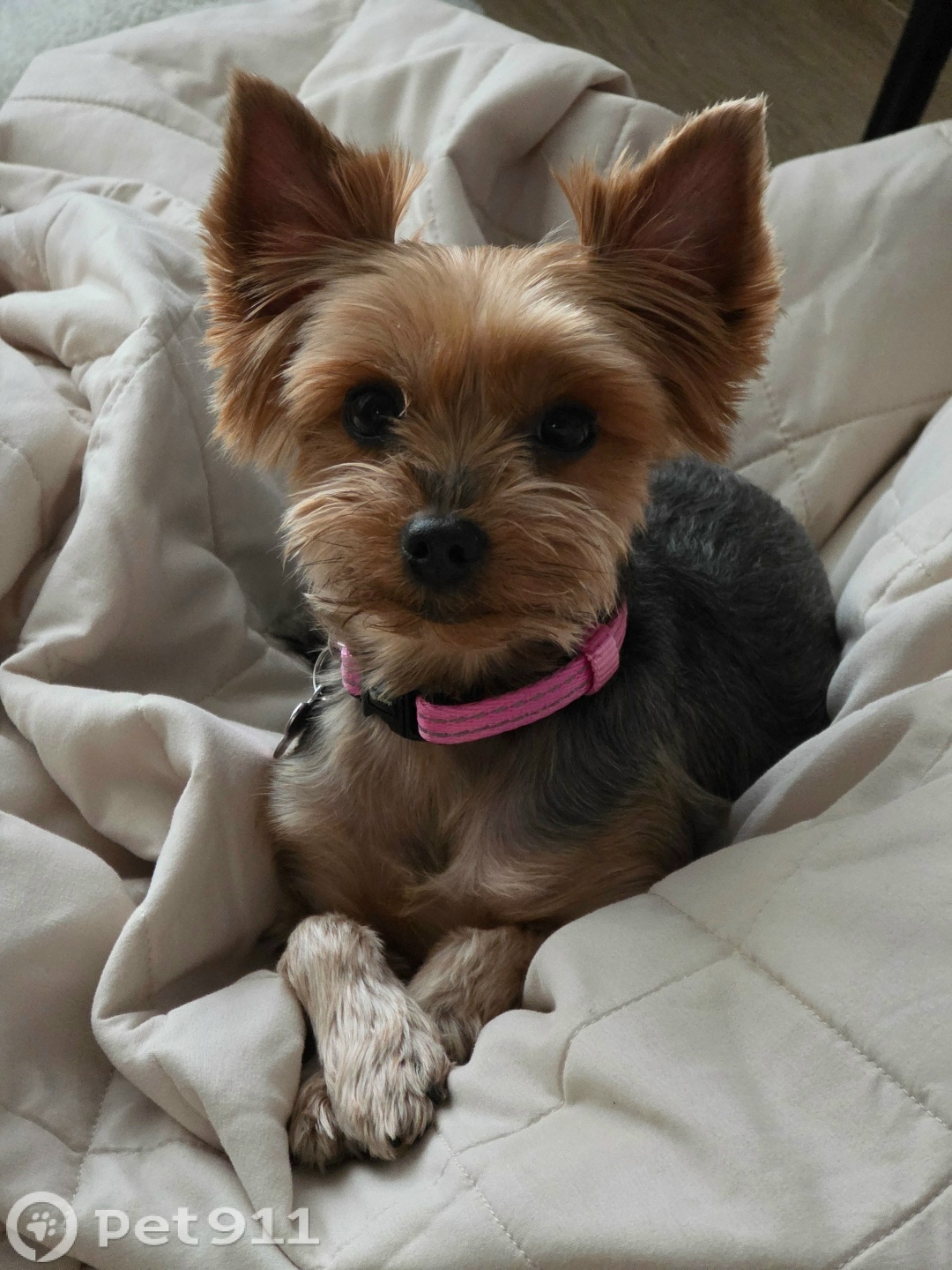 Пропала собака в Владивостоке — фото объявления