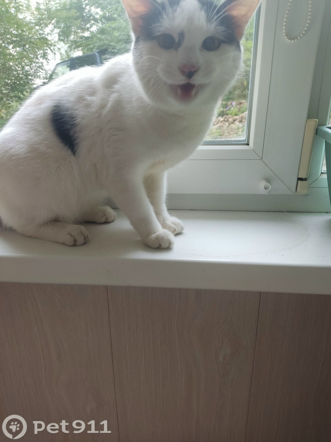 Найдена кошка в Владивостоке — фото объявления