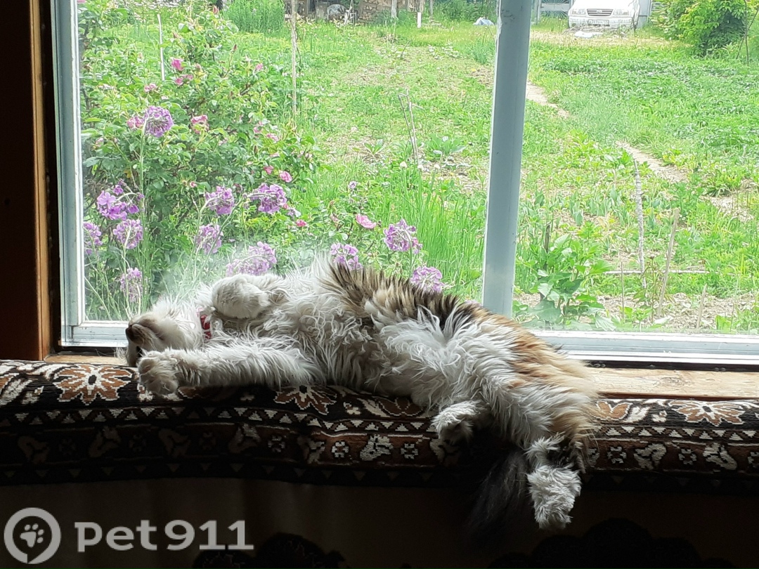 Пропала кошка в Владивостоке — фото объявления