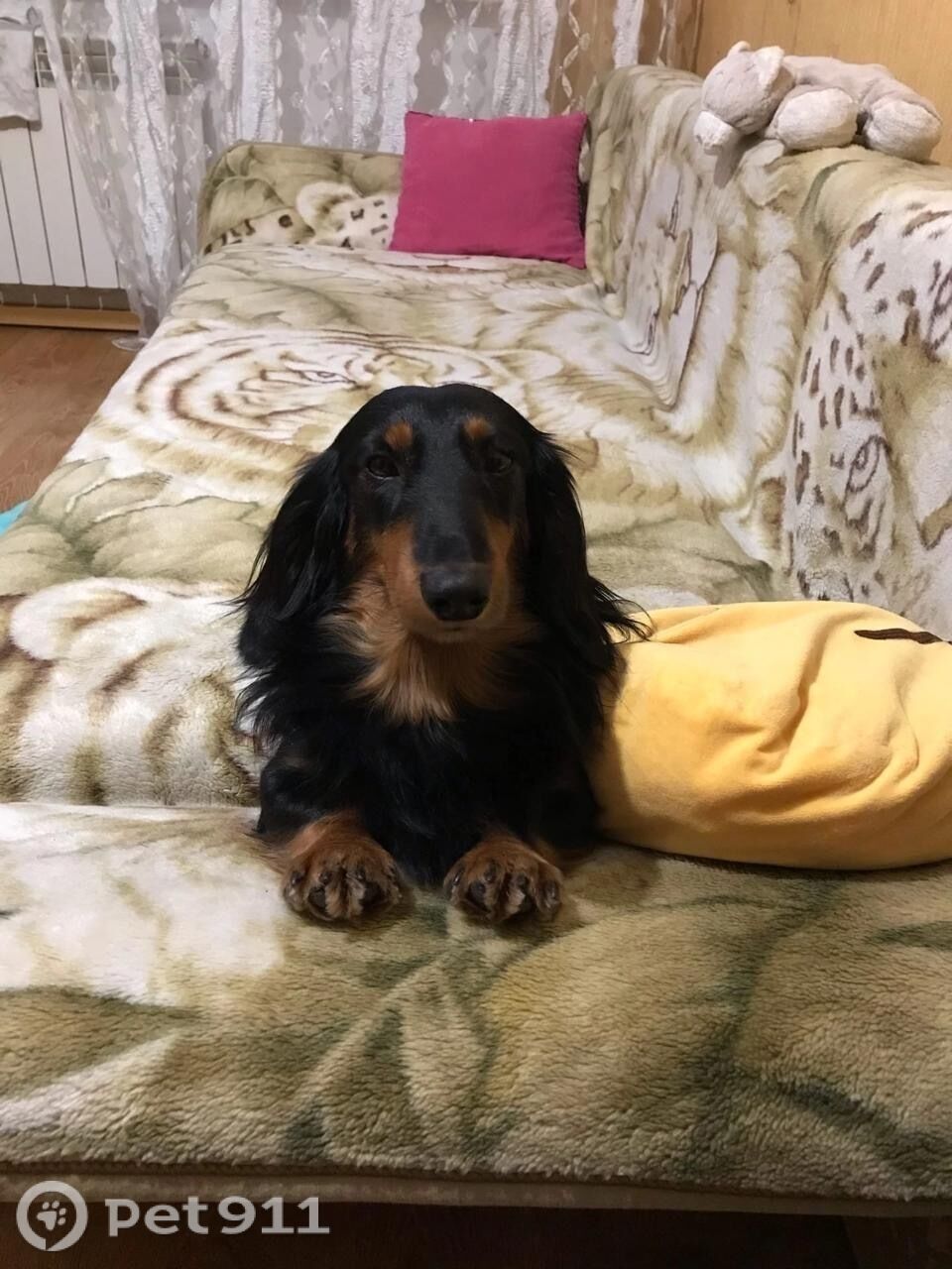 Пропала собака в Владивостоке — фото объявления