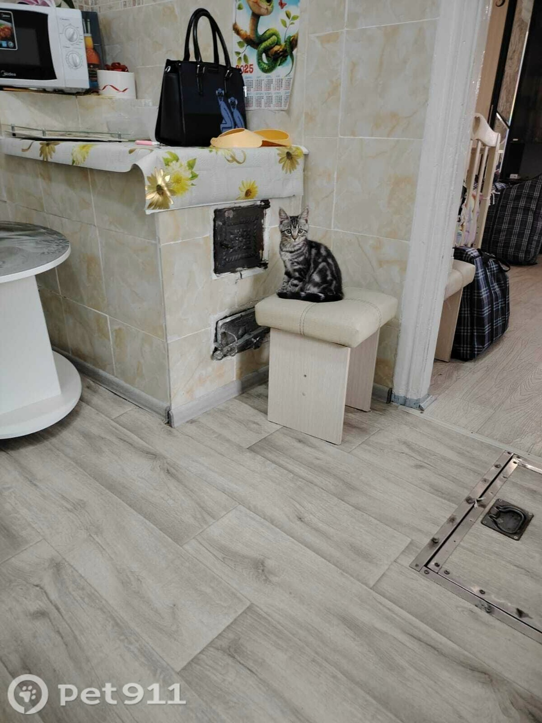 Пропала кошка в Владивостоке — фото объявления