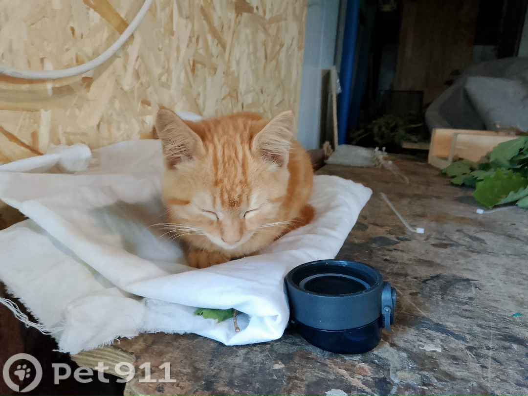 Найдена кошка в Владивостоке — фото объявления