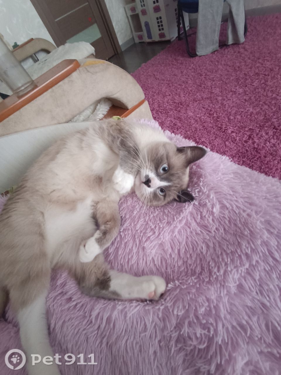 Пропала кошка в Владивостоке — фото объявления