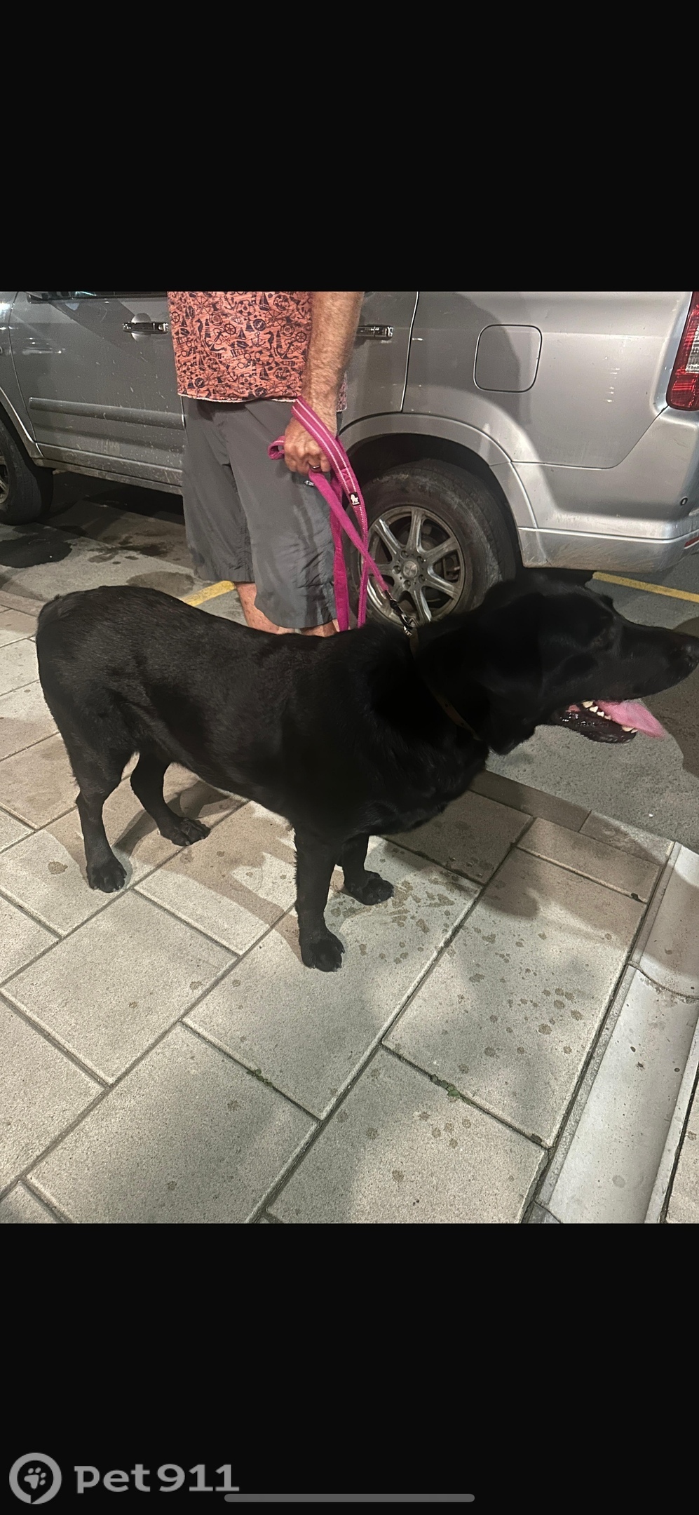 Найдена собака в Владивостоке — фото объявления