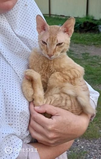 Найдена кошка в Владивостоке — фото объявления