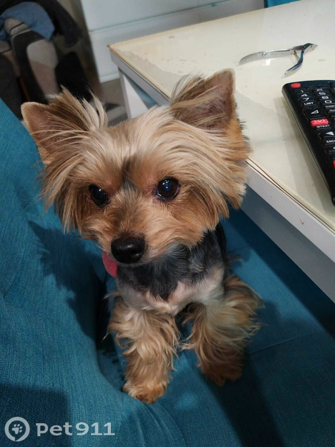 Пропала собака в Владивостоке — фото объявления