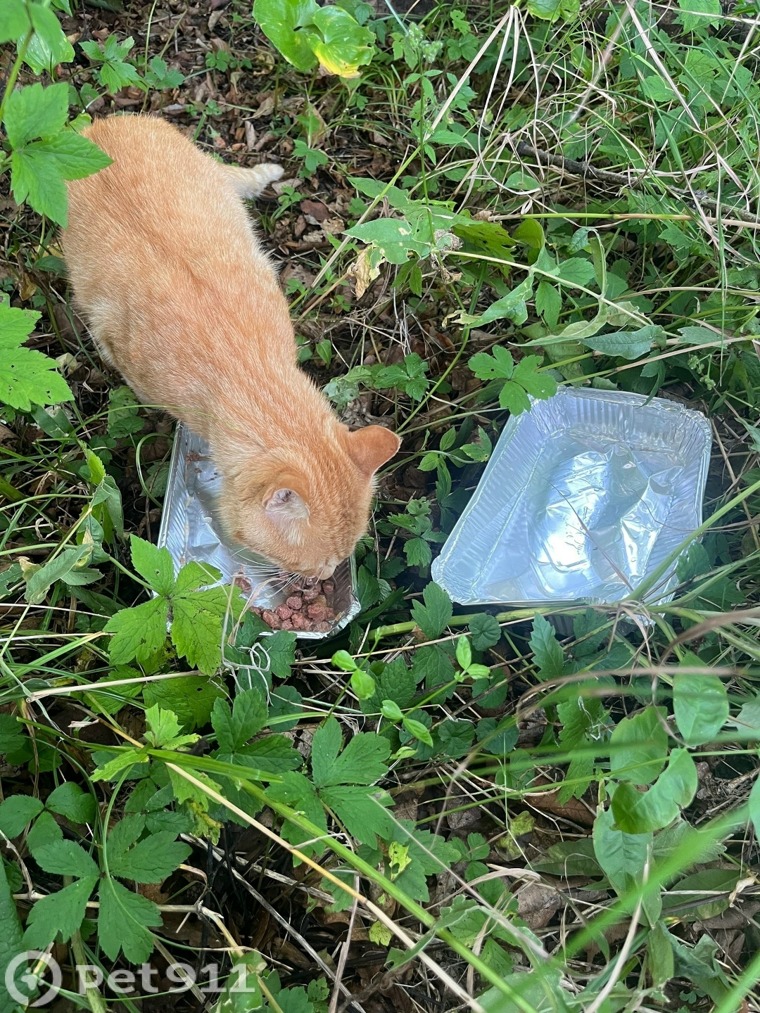 Найдена кошка в Владивостоке — фото объявления