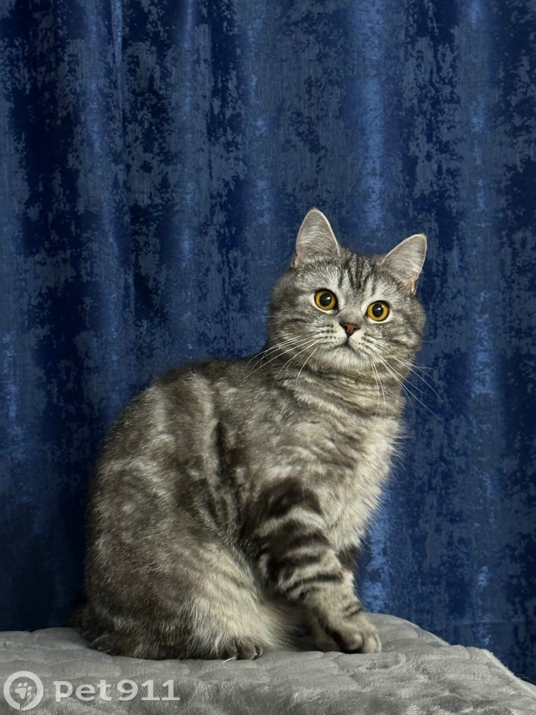 Пропала кошка в Владивостоке — фото объявления