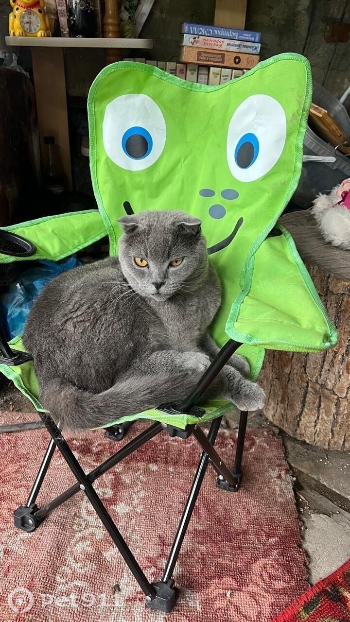 Пропала кошка в Владивостоке — фото объявления