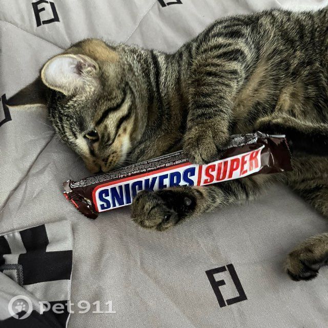 Пропала кошка в Владивостоке — фото объявления