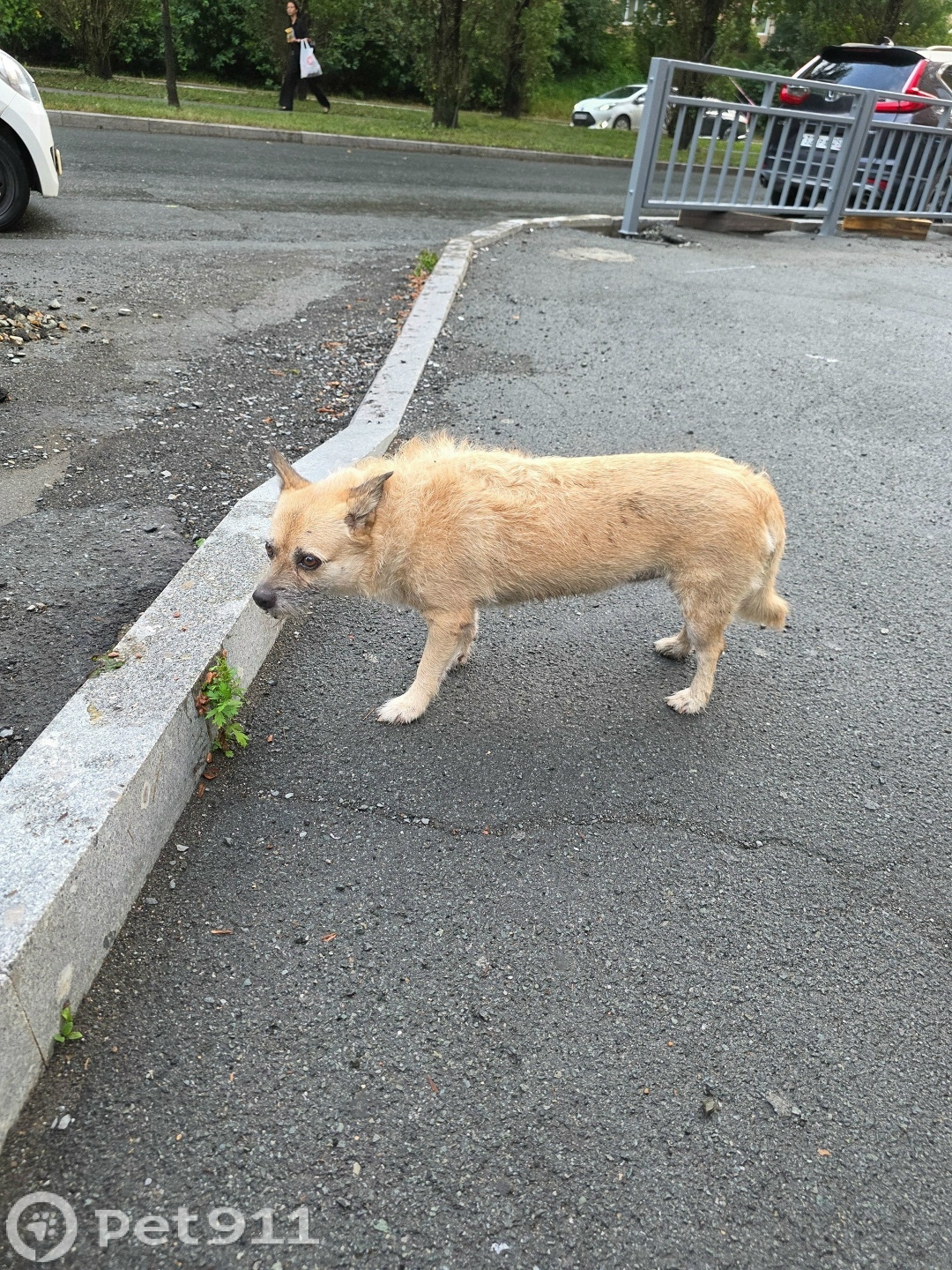 Найдена собака в Владивостоке — фото объявления