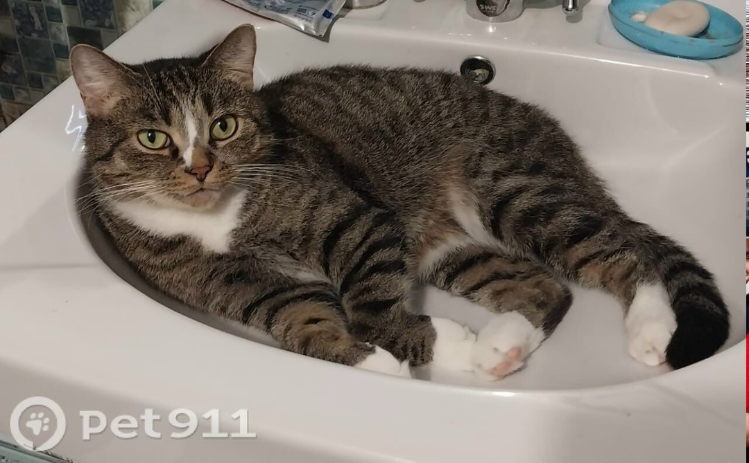 Пропала кошка в Владивостоке — фото объявления