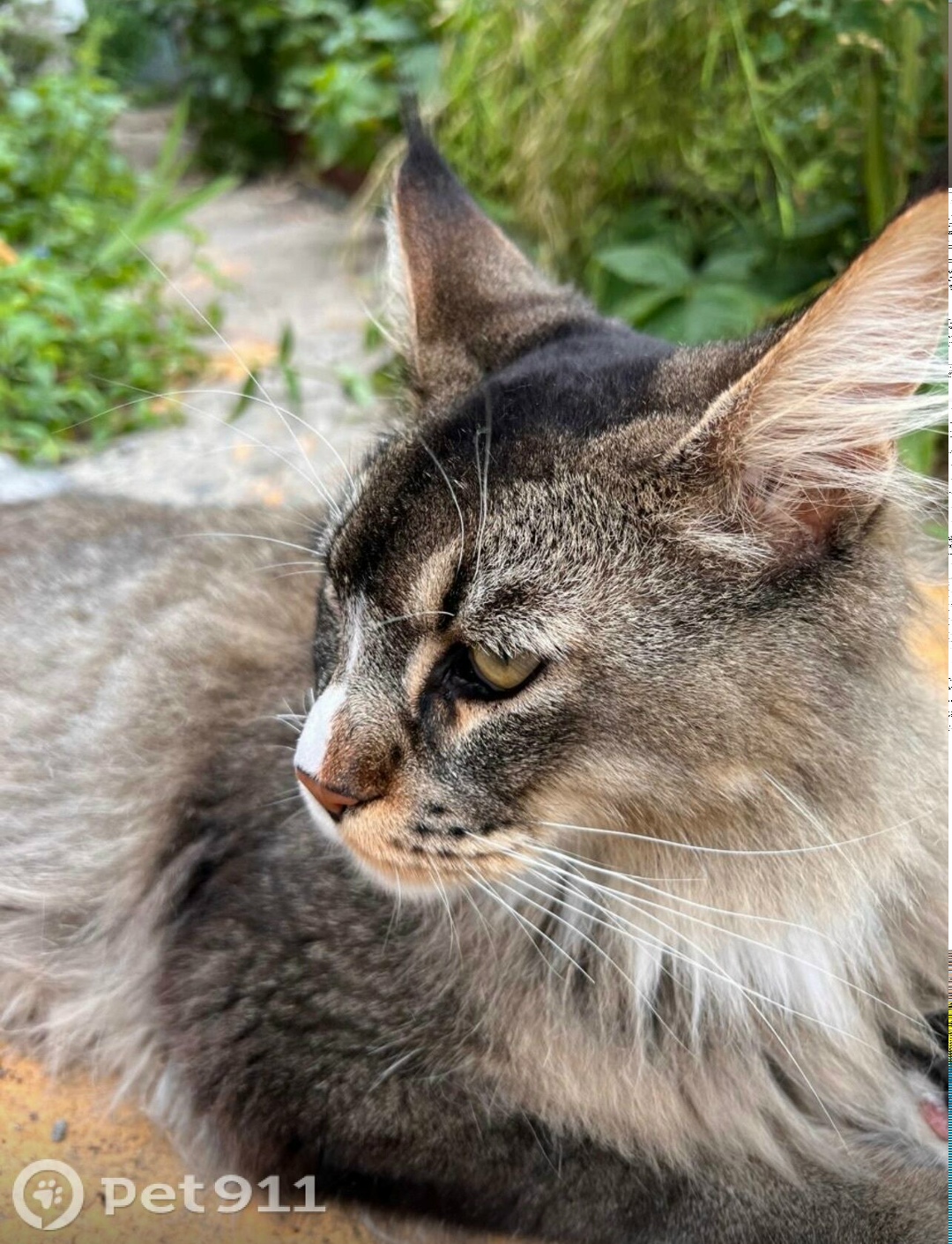 Пропала кошка в Владивостоке — фото объявления