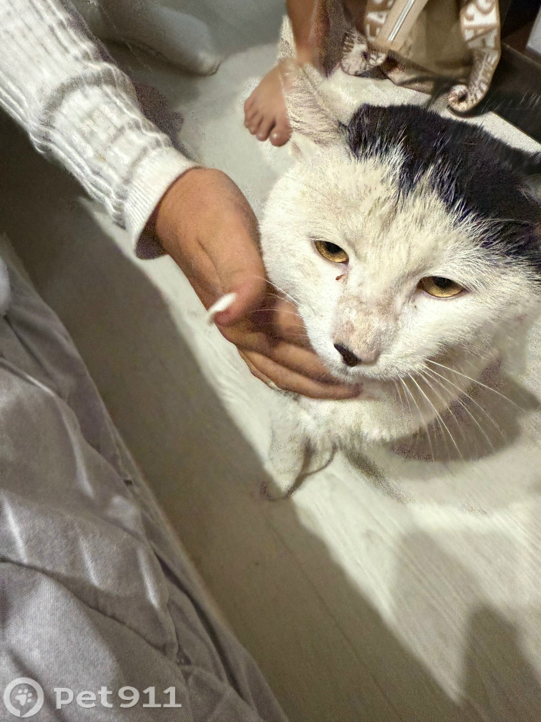 Найдена кошка в Владивостоке — фото объявления