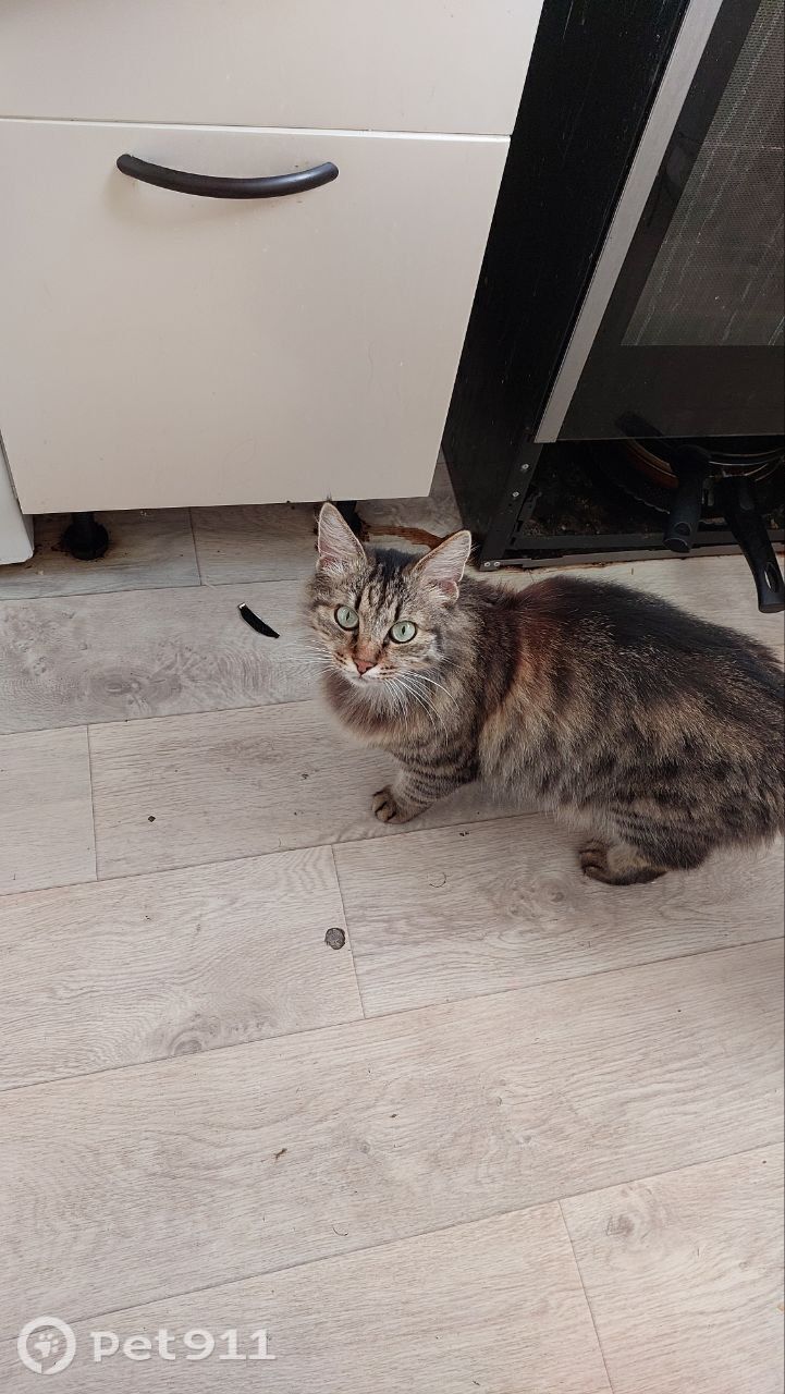 Пропала кошка в Владивостоке — фото объявления