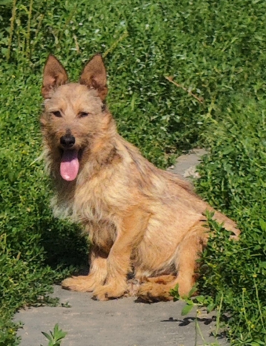 Найдена собака в Ярославле — фото объявления