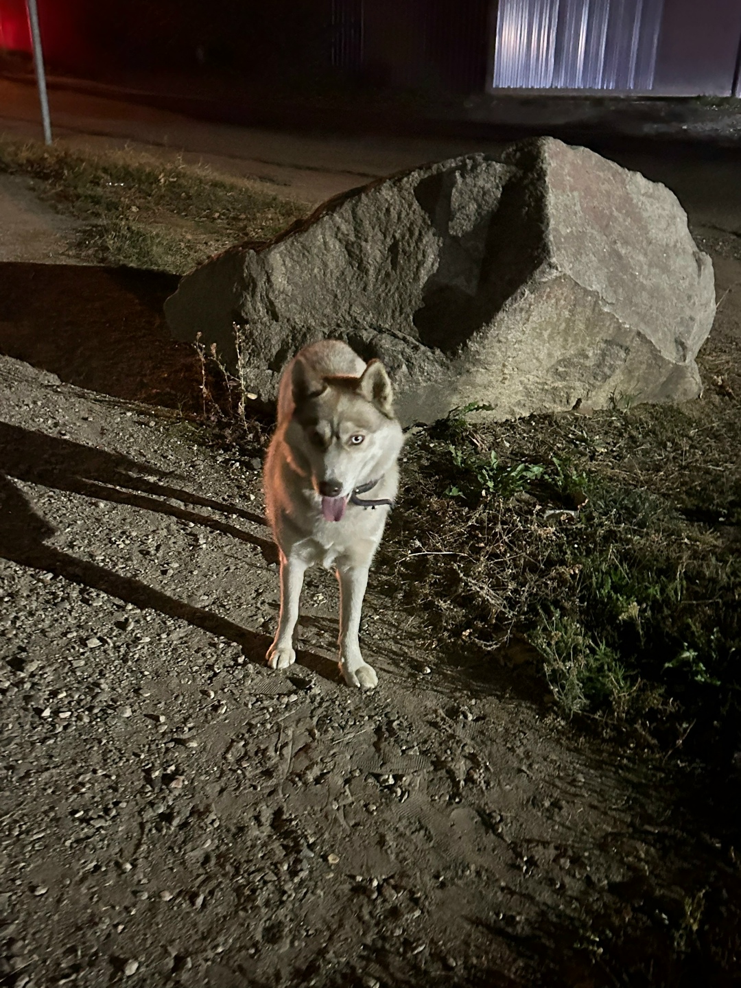 Найдена собака в Ярославле — фото объявления