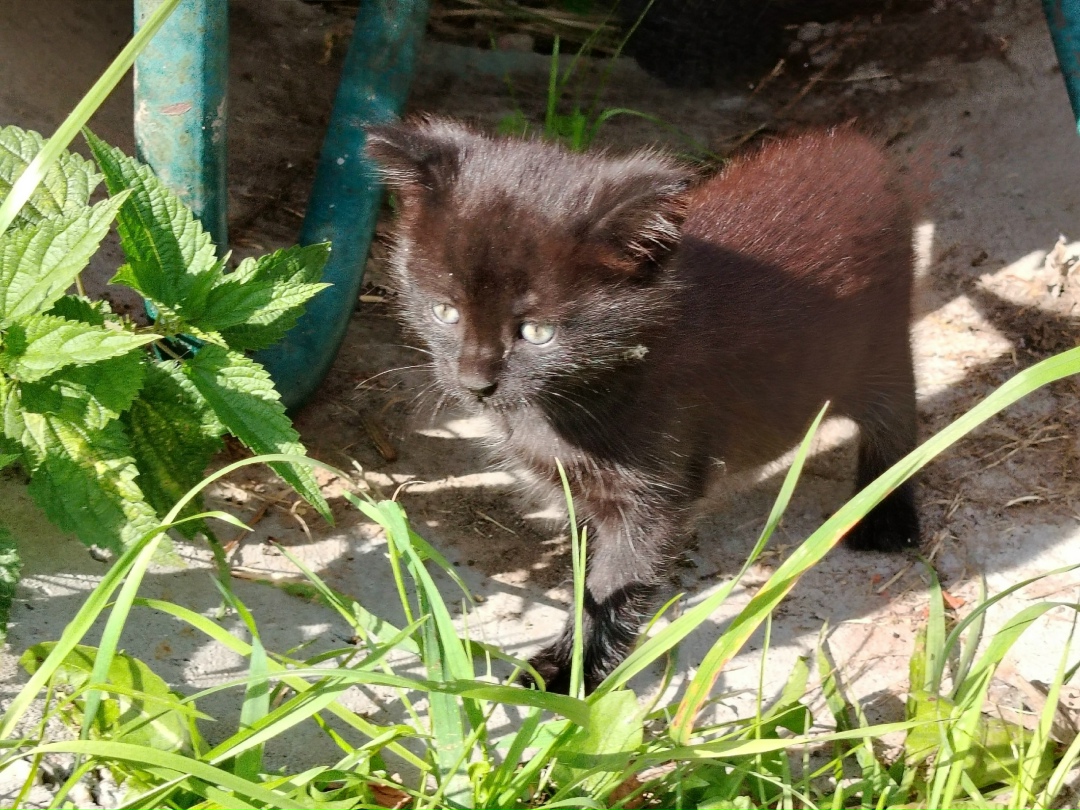 Найдена собака в Ярославле — фото объявления