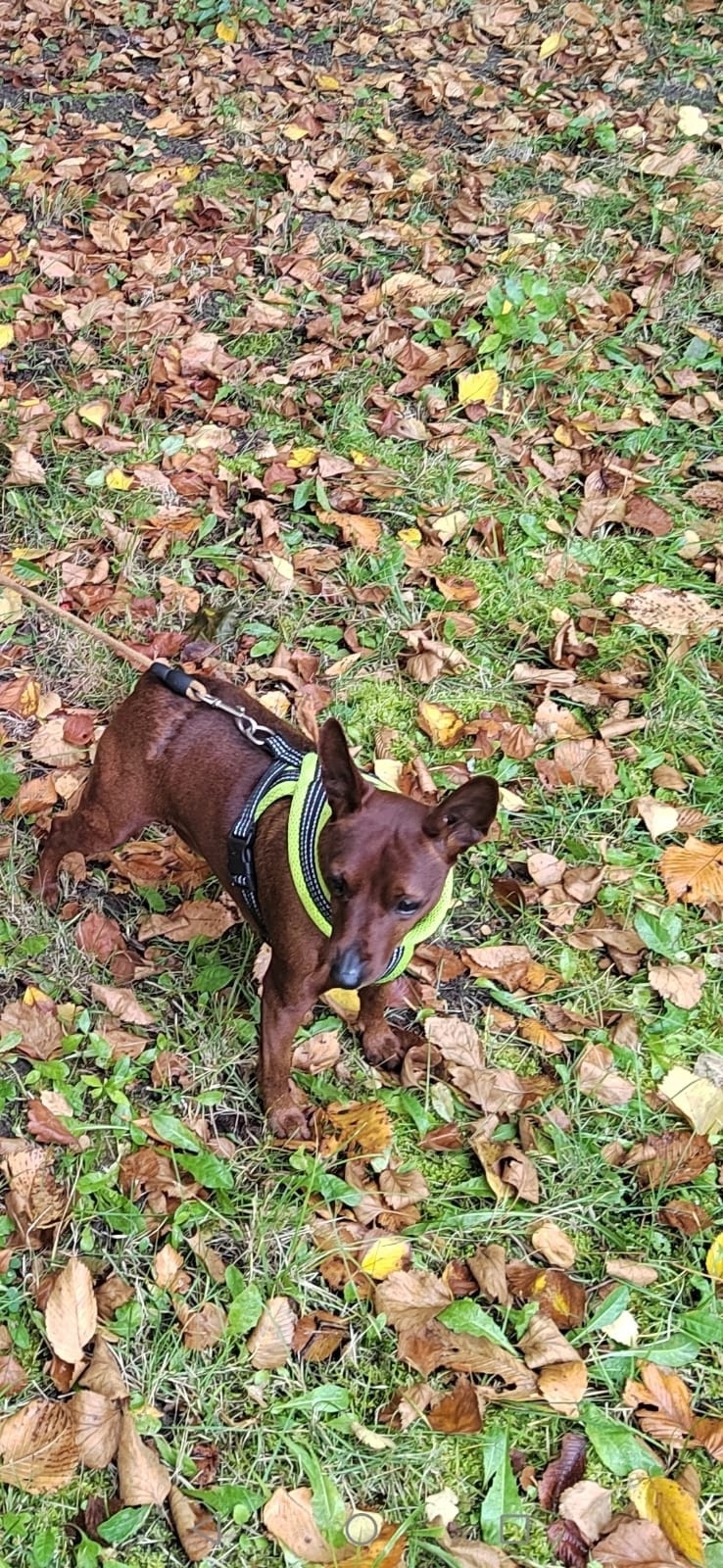 Найдена собака в Ярославле — фото объявления