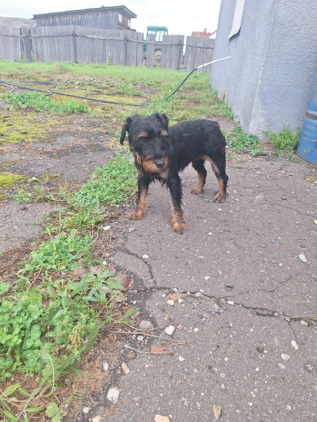 Найдена собака в Ярославле — фото объявления