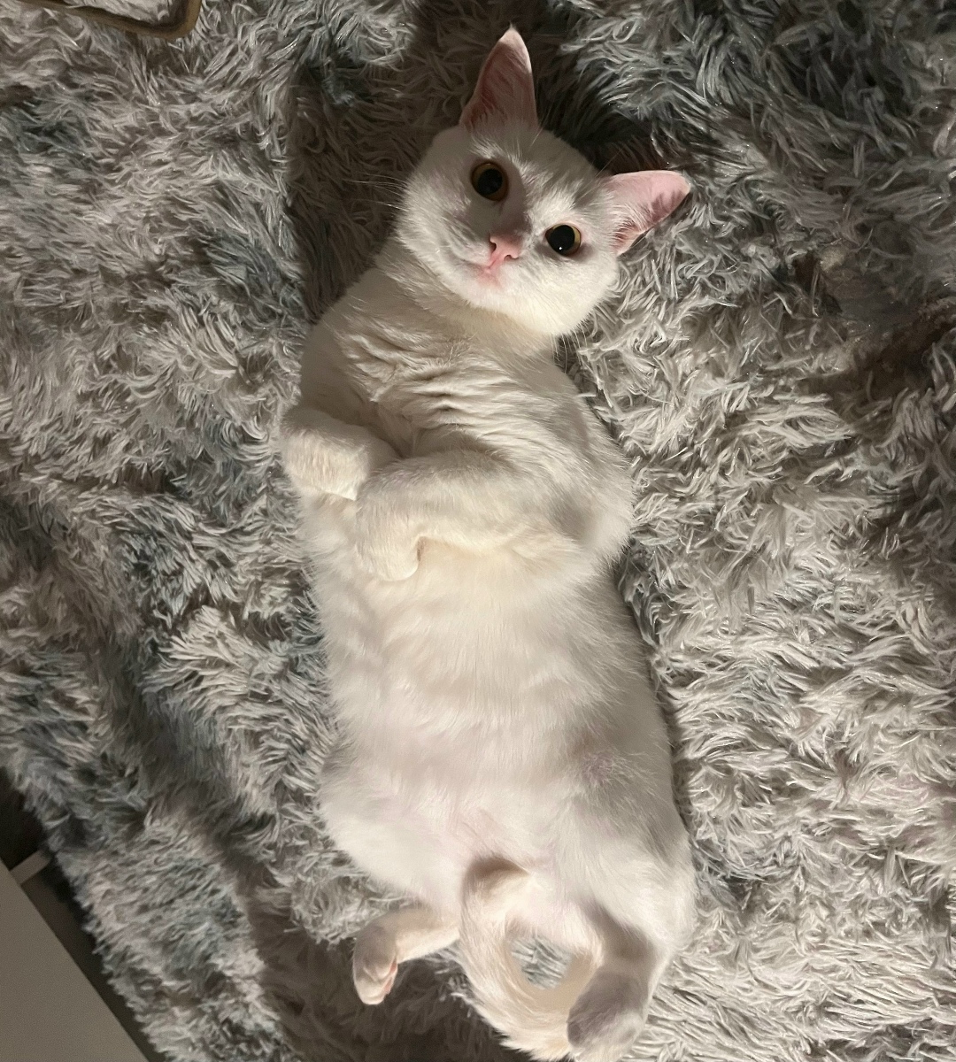 Найдена собака в Ярославле — фото объявления