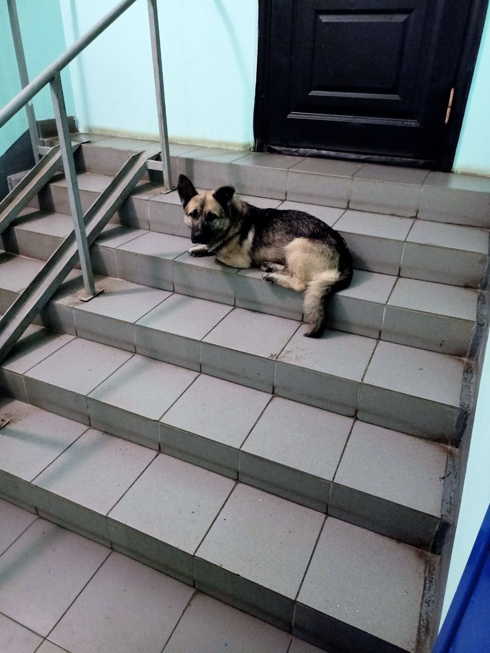 Найдена собака в Ярославле — фото объявления