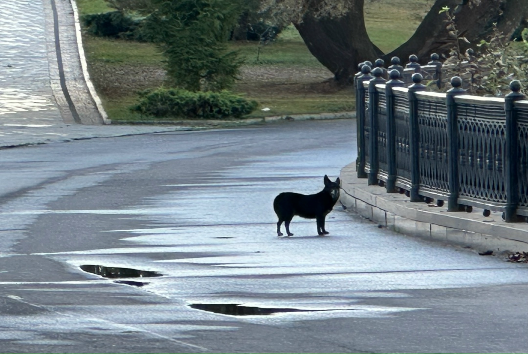 Найдена собака в Ярославле — фото объявления