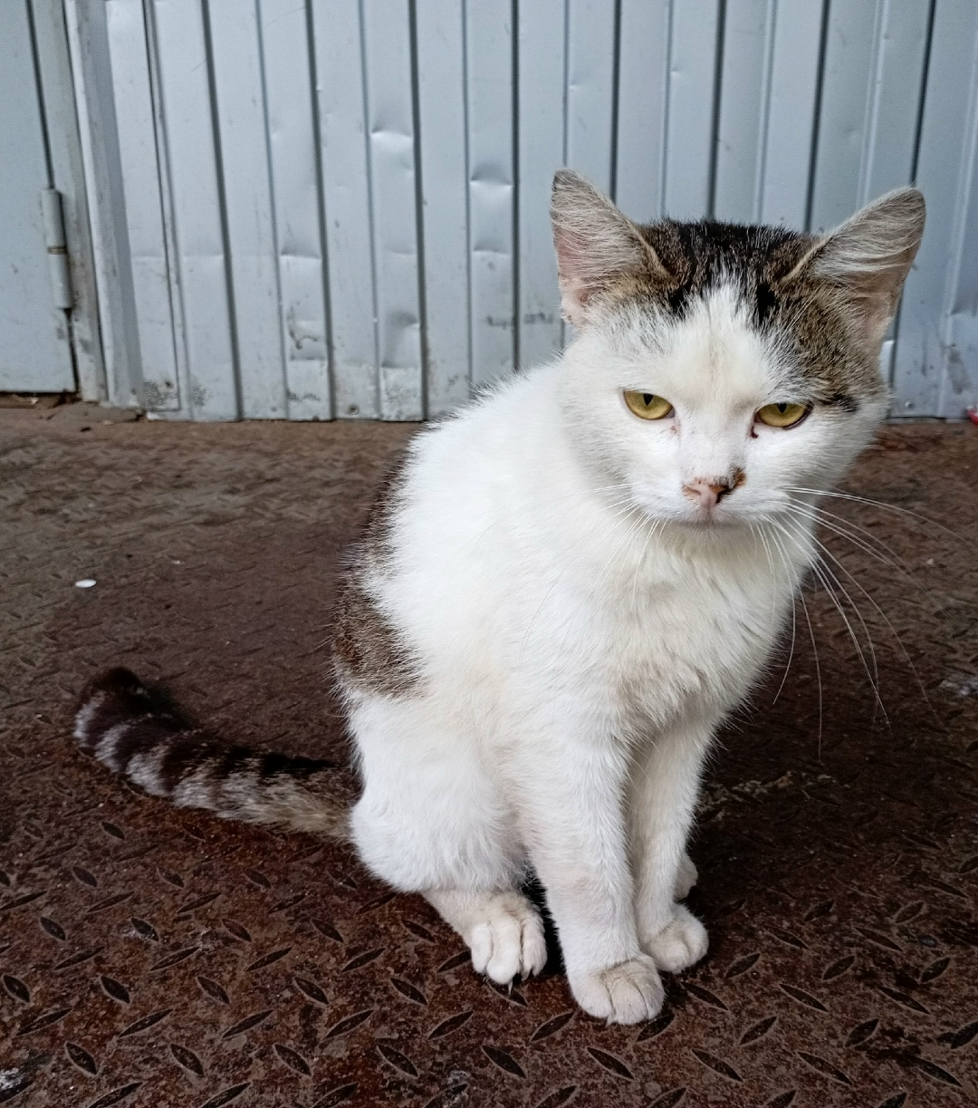 Найдена собака в Ярославле — фото объявления