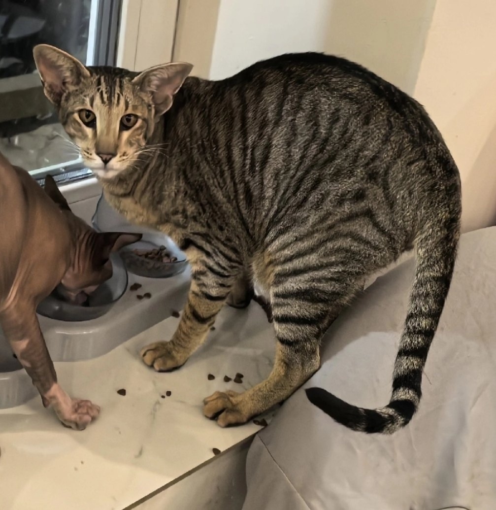 Найдена собака в Ярославле — фото объявления