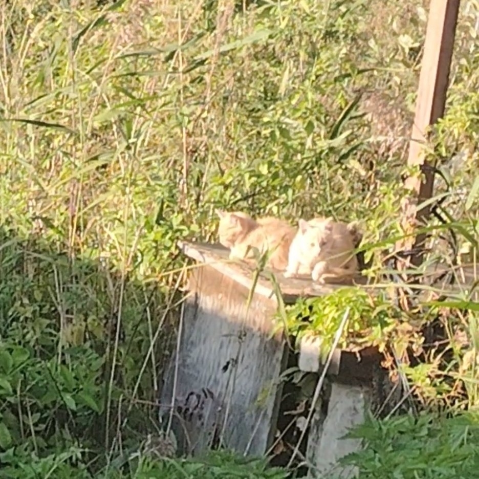 Найдена собака в Ярославле — фото объявления