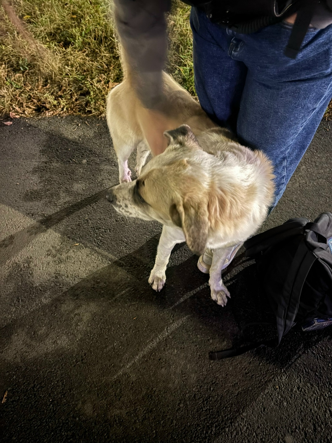 Найдена собака в Ярославле — фото объявления