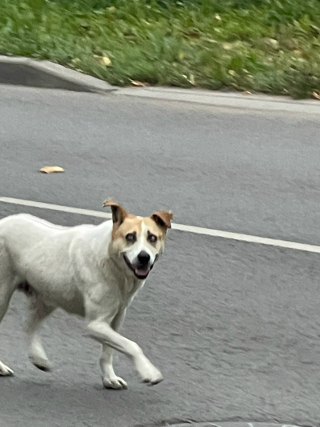 Найдена собака в Ярославле — фото объявления