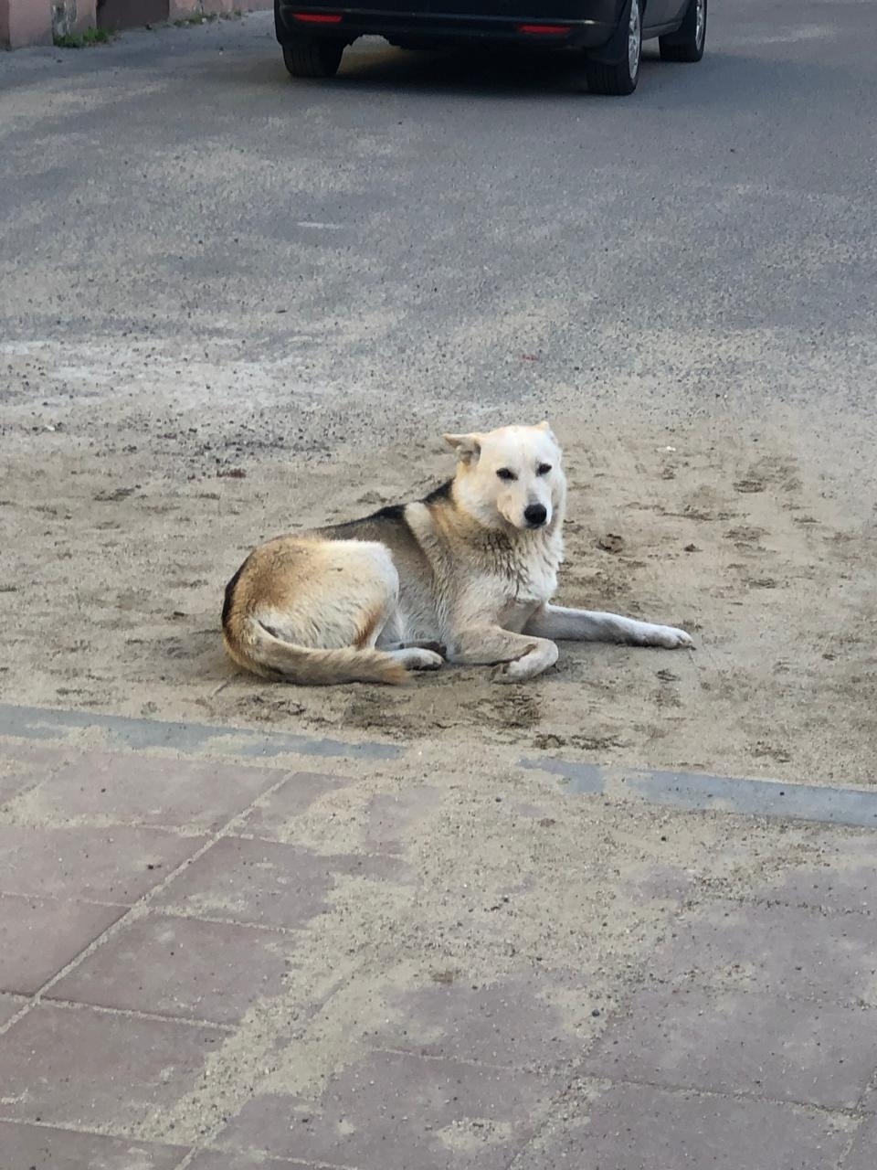 Найдена собака в Ярославле — фото объявления