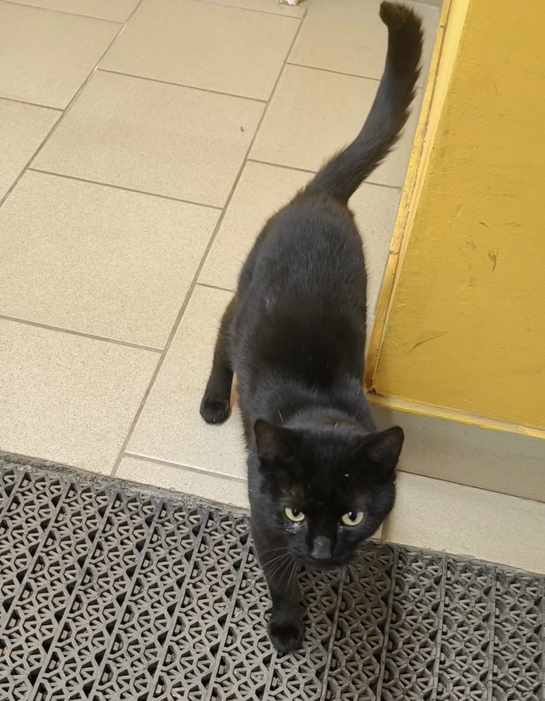 Найдена собака в Ярославле — фото объявления