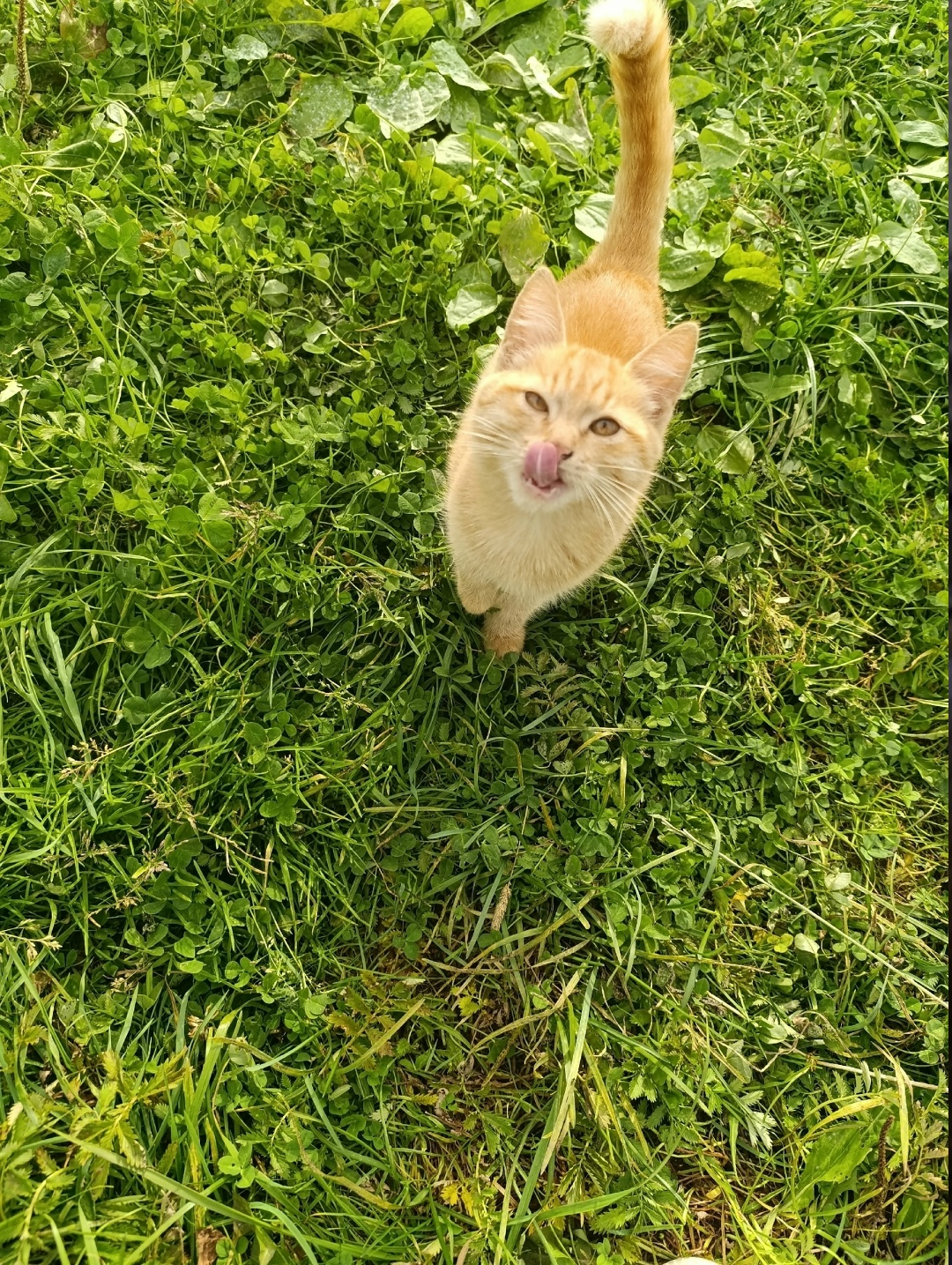 Найдена собака в Ярославле — фото объявления