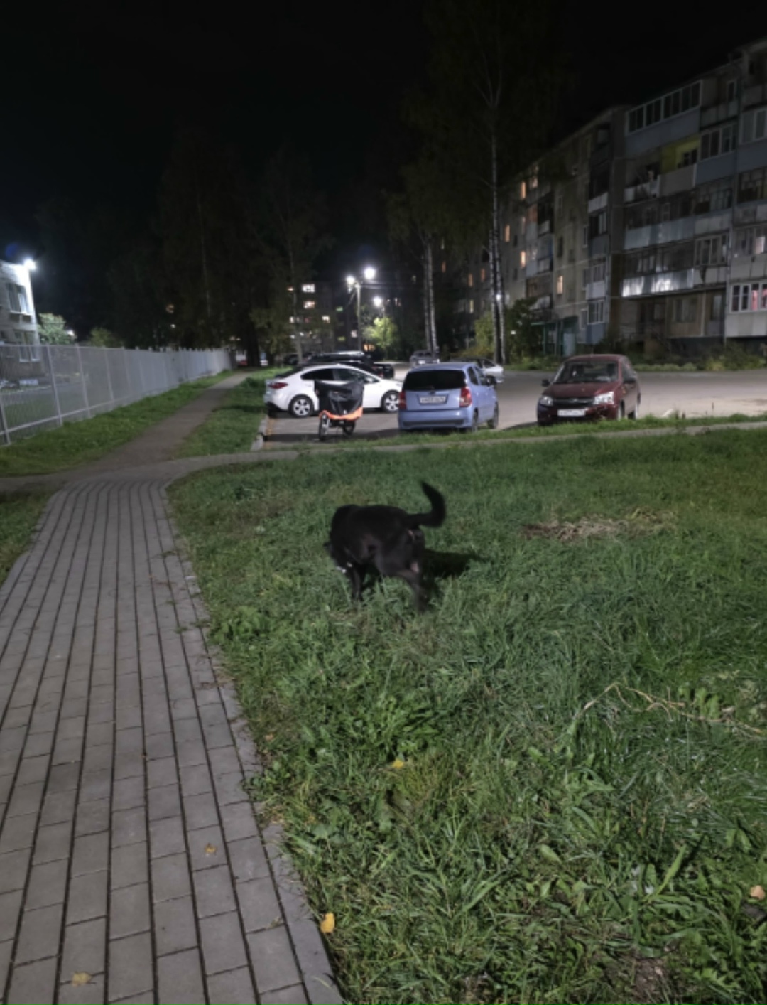 Найдена собака в Ярославле — фото объявления