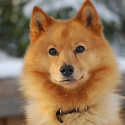 Найдена собака в Ярославле — фото объявления