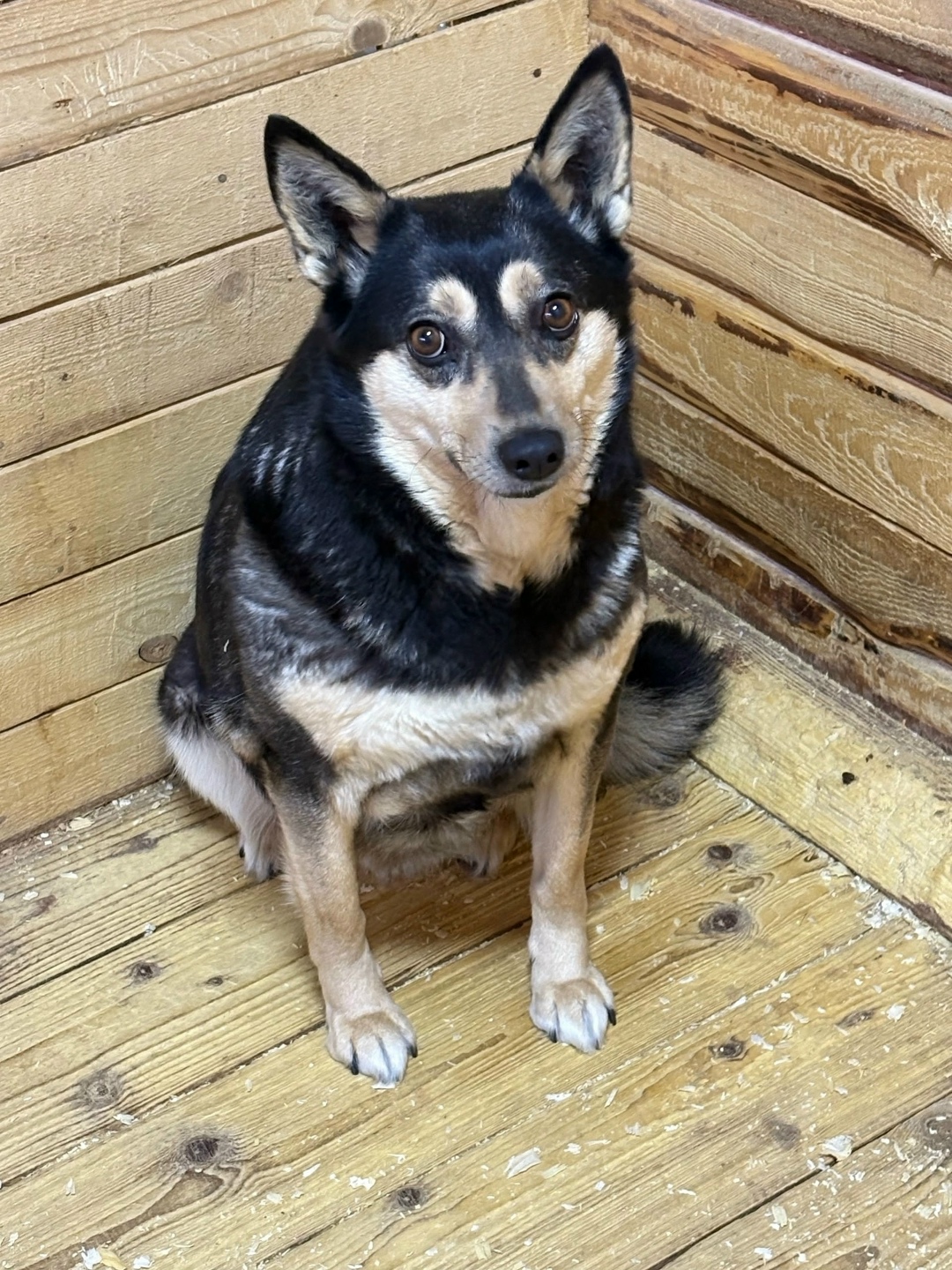 Найдена собака в Ярославле — фото объявления