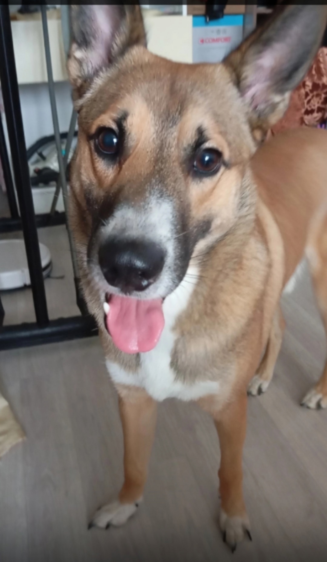 Найдена собака в Ярославле — фото объявления