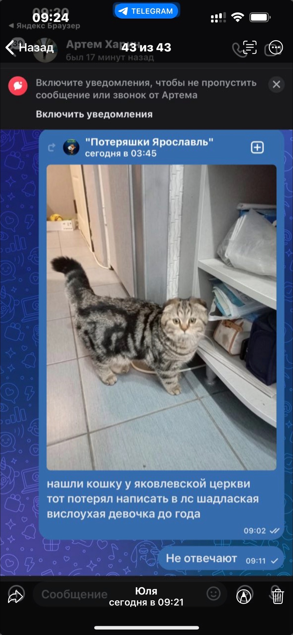 Найдена собака в Ярославле — фото объявления