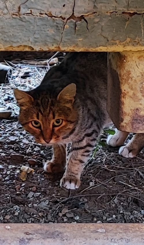 Найдена собака в Ярославле — фото объявления