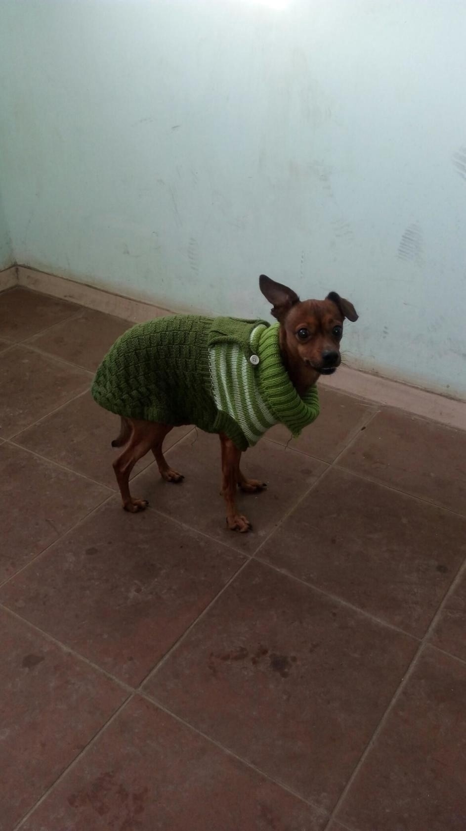 Найдена собака в Ярославле — фото объявления