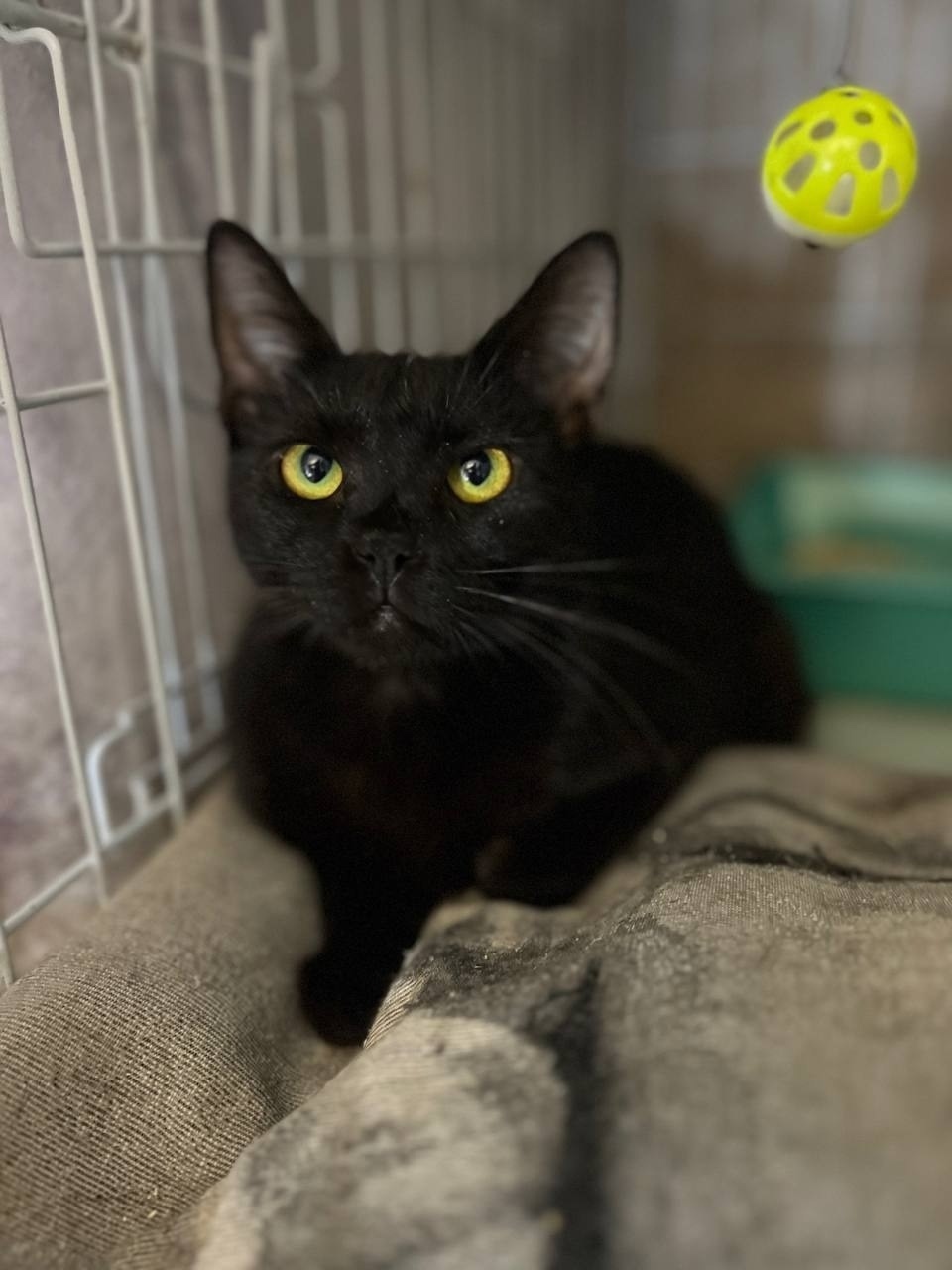 Найдена собака в Ярославле — фото объявления