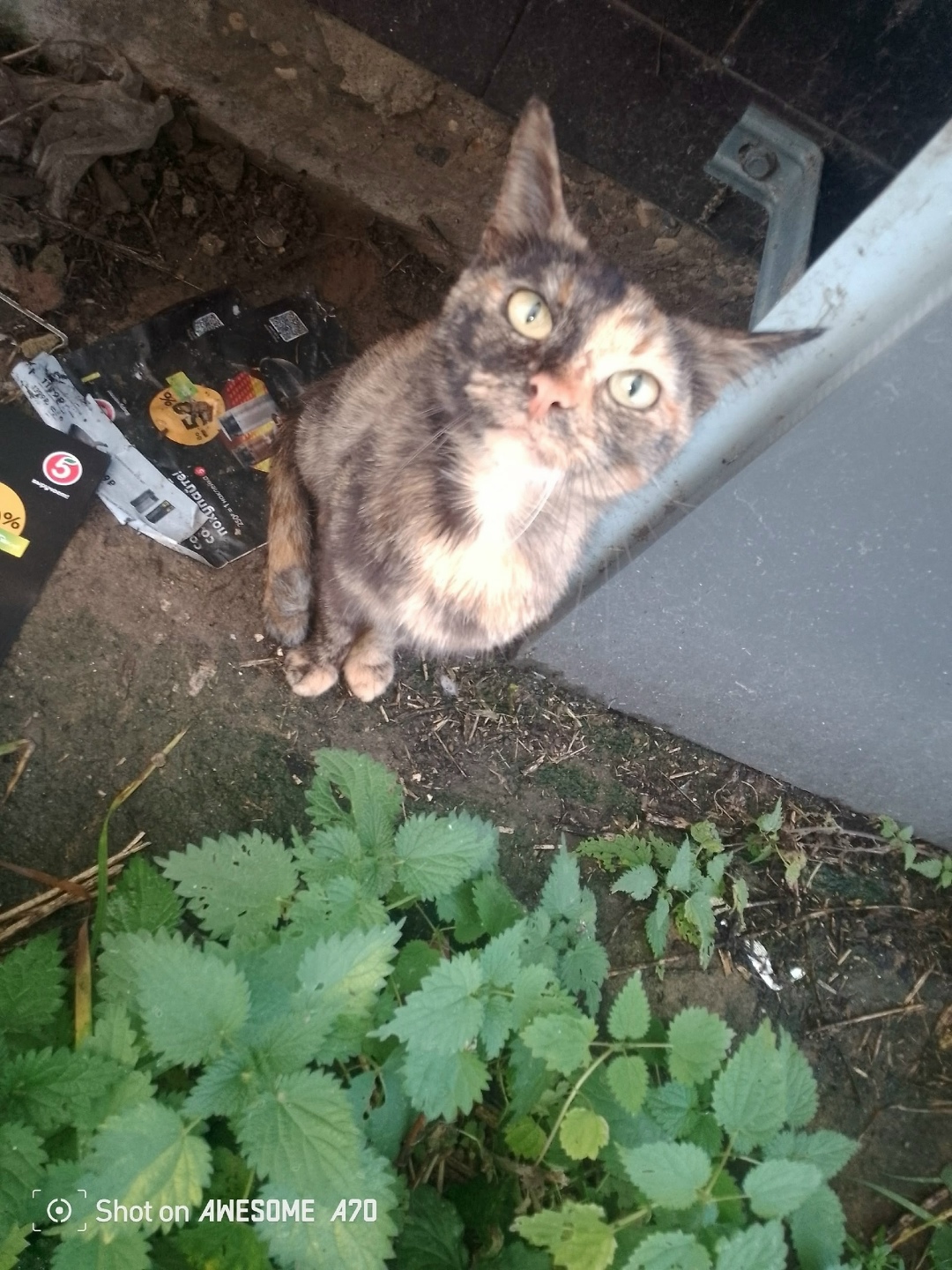 Найдена собака в Ярославле — фото объявления