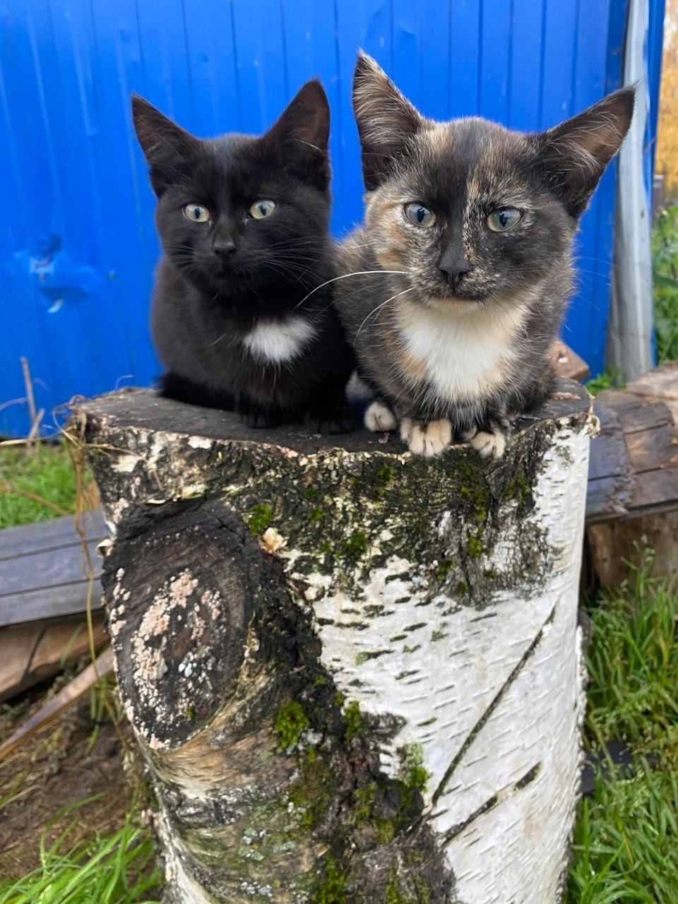 Найдена собака в Ярославле — фото объявления