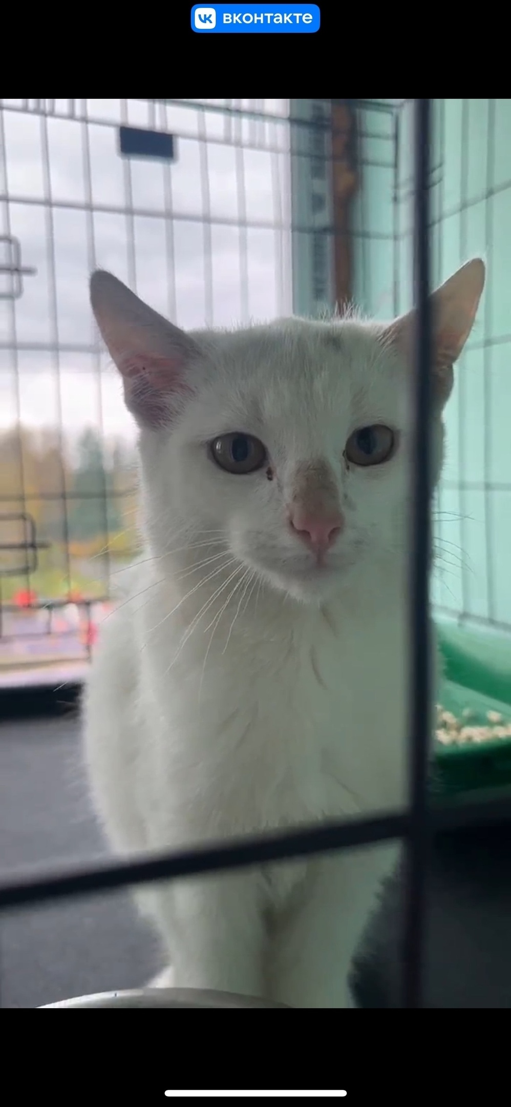 Найдена собака в Ярославле — фото объявления