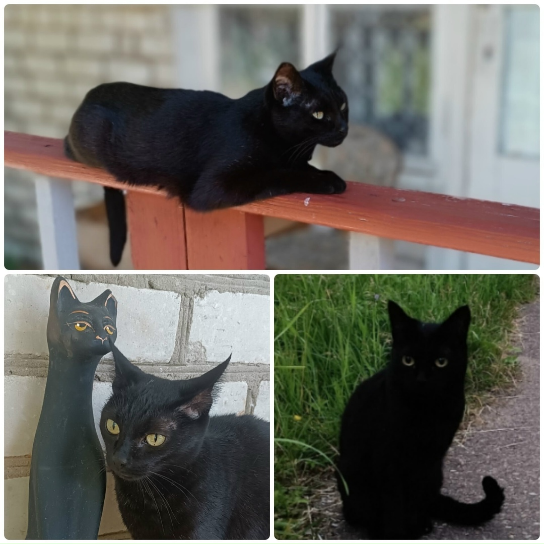 Найдена собака в Ярославле — фото объявления